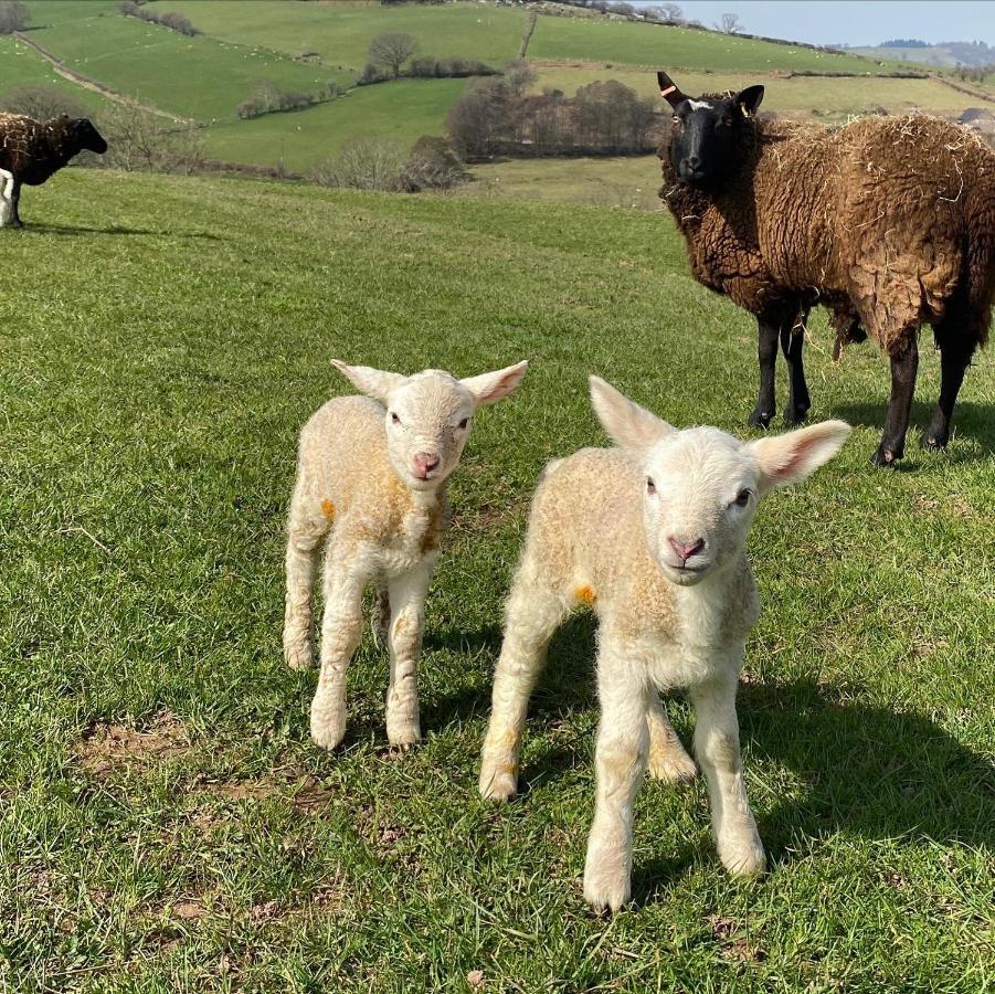 Вілла Pant Llwyd Farm Llangynidr Екстер'єр фото